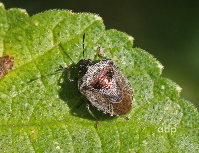 Woundwort Shieldbug (Eysarcoris venustissimus) Alan Prowse